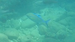Caranx melampygus