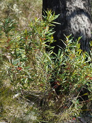 Grevillea dimorpha