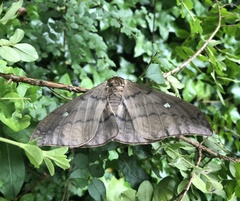 Pseudobunaea tyrrhena