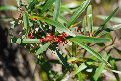 Grevillea dimorpha