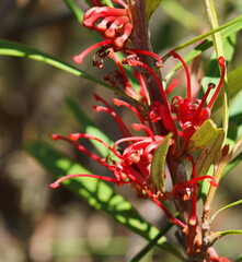 Grevillea dimorpha