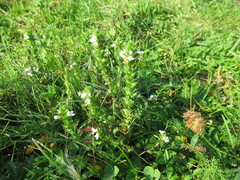Euphrasia pectinata