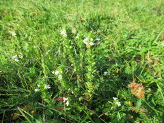 Euphrasia pectinata