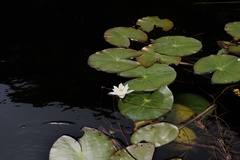 Nymphaea tetragona