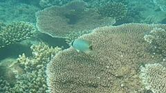 Chaetodon trifascialis