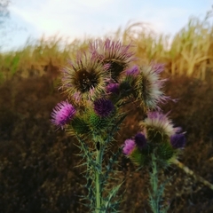 Cirsium rhaphilepis