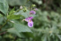 Impatiens textorii
