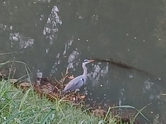 Ardea cinerea