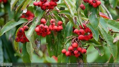 Photinia niitakayamensis
