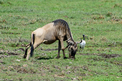 Connochaetes taurinus albojubatus