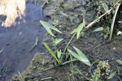 Sagittaria trifolia