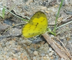 Eurema andersoni