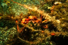 Leptomithrax gaimardii