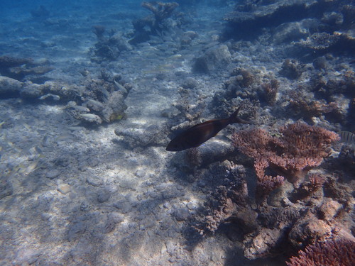 Aphareus furca