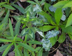 Erysiphe trifoliorum