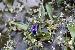 Pontederia vaginalis