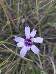 Catananche caerulea