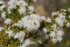 Calytrix alpestris