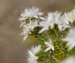 Calytrix alpestris