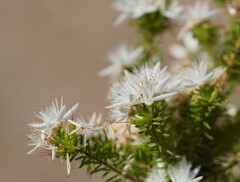 Calytrix alpestris