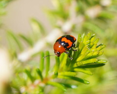 Ditropidus pulchellus