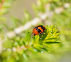 Ditropidus pulchellus