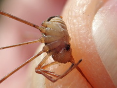 Dicranopalpus