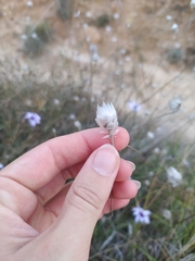 Catananche caerulea