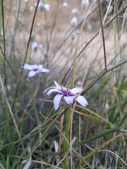 Catananche caerulea