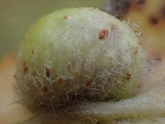 Euura pedunculi