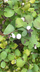 Symphoricarpos albus