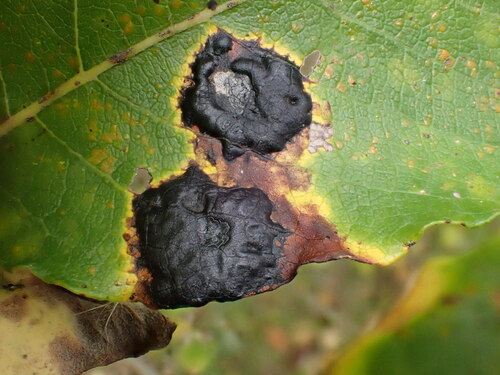 Willow Tar Spot
