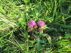 Cirsium acaule esculentum