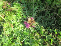 Cirsium acaule esculentum