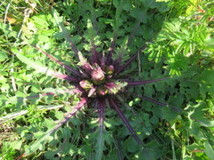 Cirsium acaule esculentum