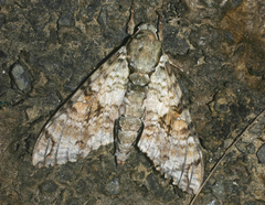 Manduca florestan