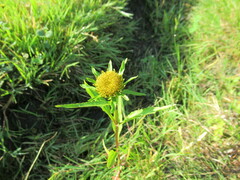 Bidens radiata