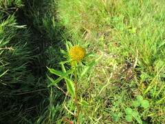 Bidens radiata
