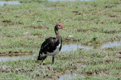 Plectropterus gambensis