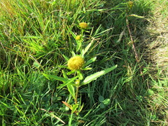Bidens radiata