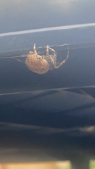 Araneus diadematus