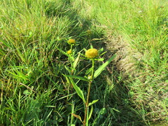 Bidens radiata