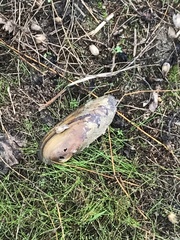 Unio elongatulus