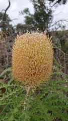 Banksia baxteri