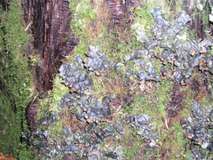 Peltigera horizontalis