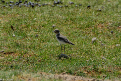 Charadrius pecuarius