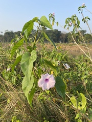 Ipomoea carnea