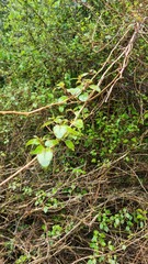 Skinnera
