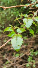 Skinnera