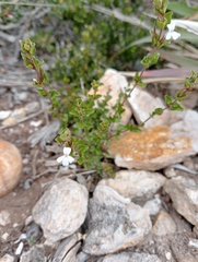 Dyschoriste setigera